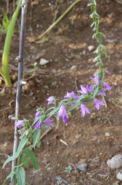 矢車草の発芽