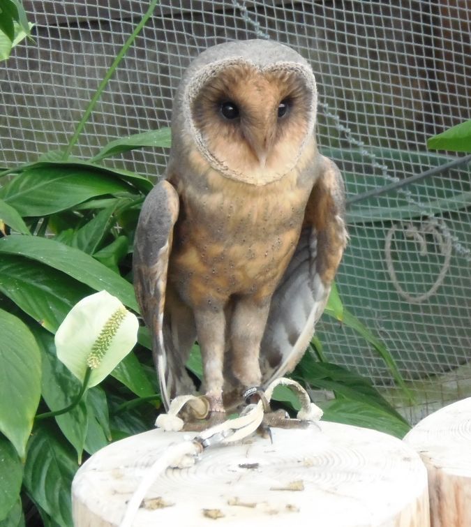 花鳥園散策