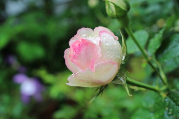 雨の中のバラ