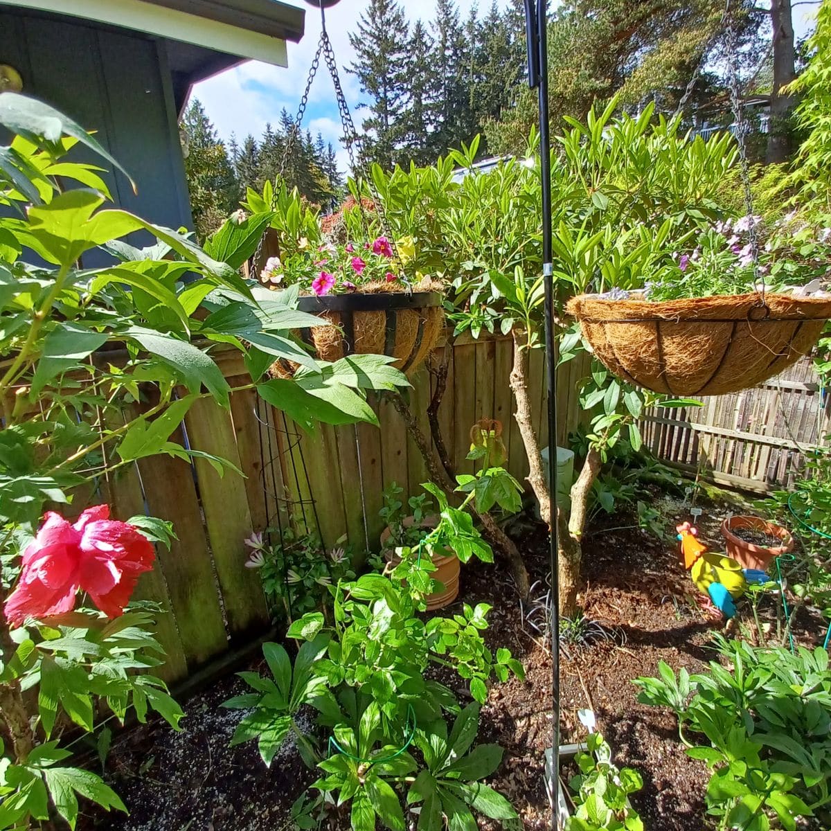 前庭整備: シャクナゲとヤマブキ剪定とクレマチス植え付け