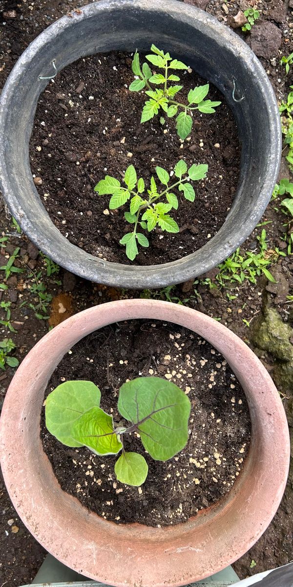 ナスとミニトマトの植え付け