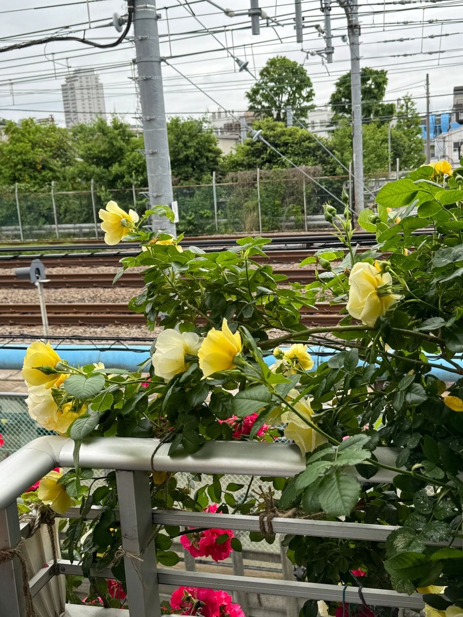 今朝は寒い　4月並の気温