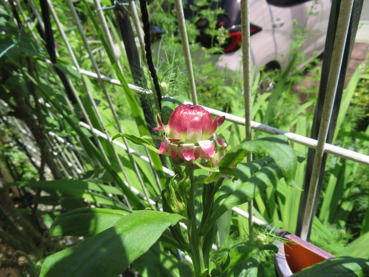 サボテンに花