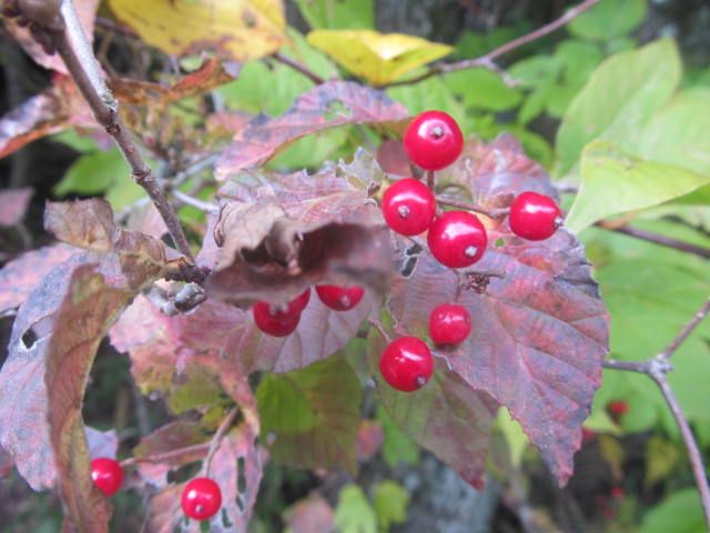 秋は花がなくても楽しめる？