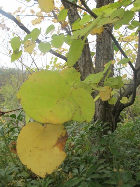 秋は花がなくても楽しめる？