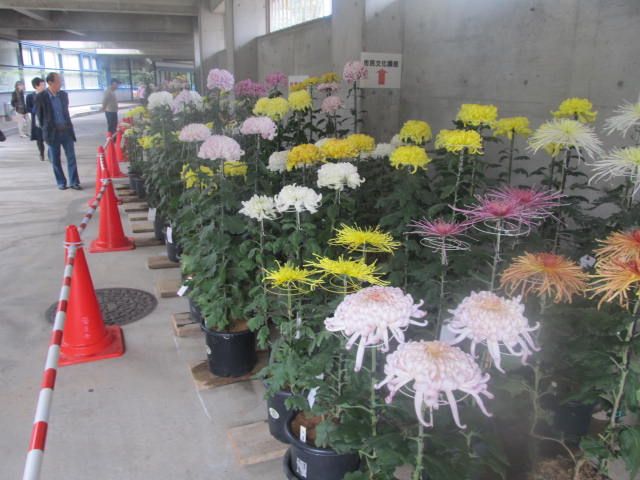 菊花展へ行ってきました。