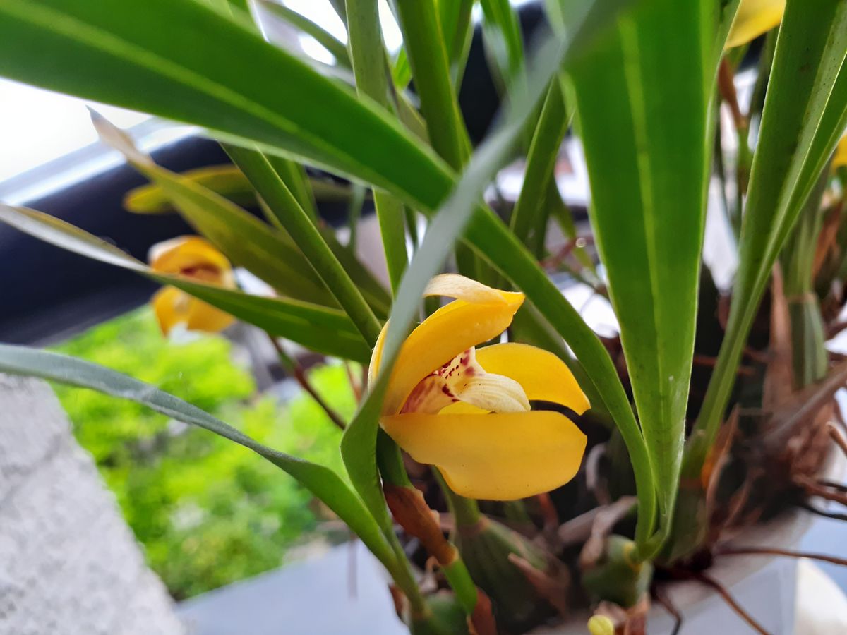 今日のお花(自宅編)