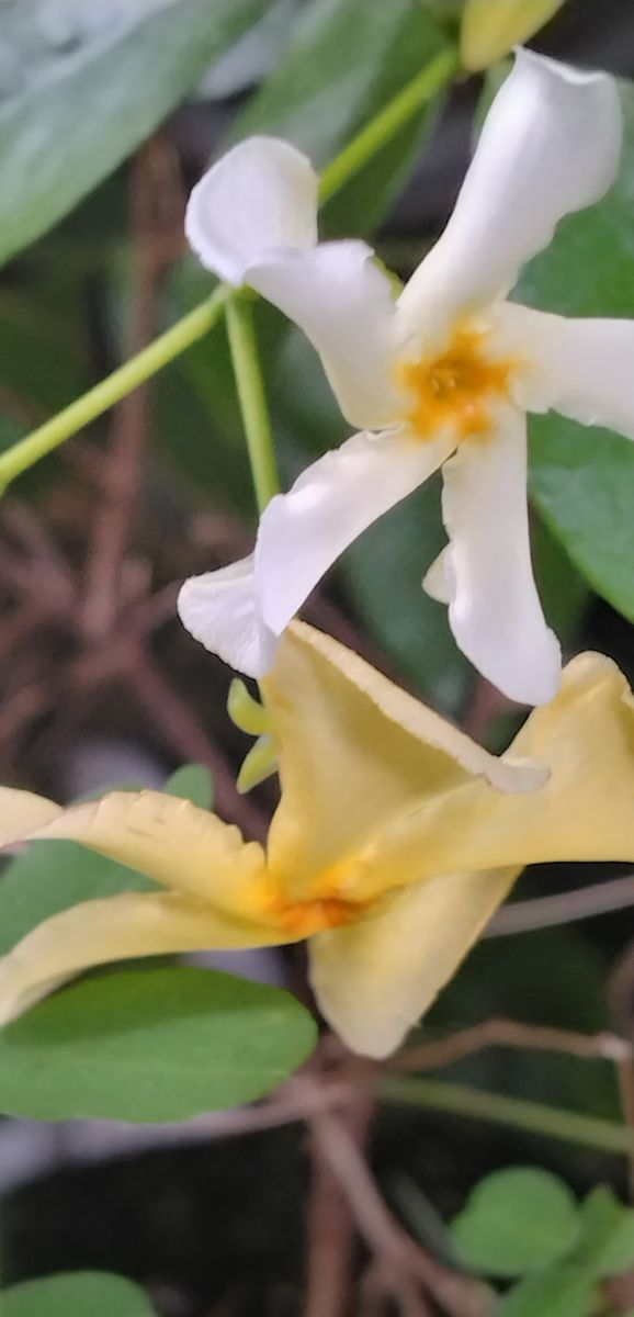 ❝白い花がやがて黄色に〜💛