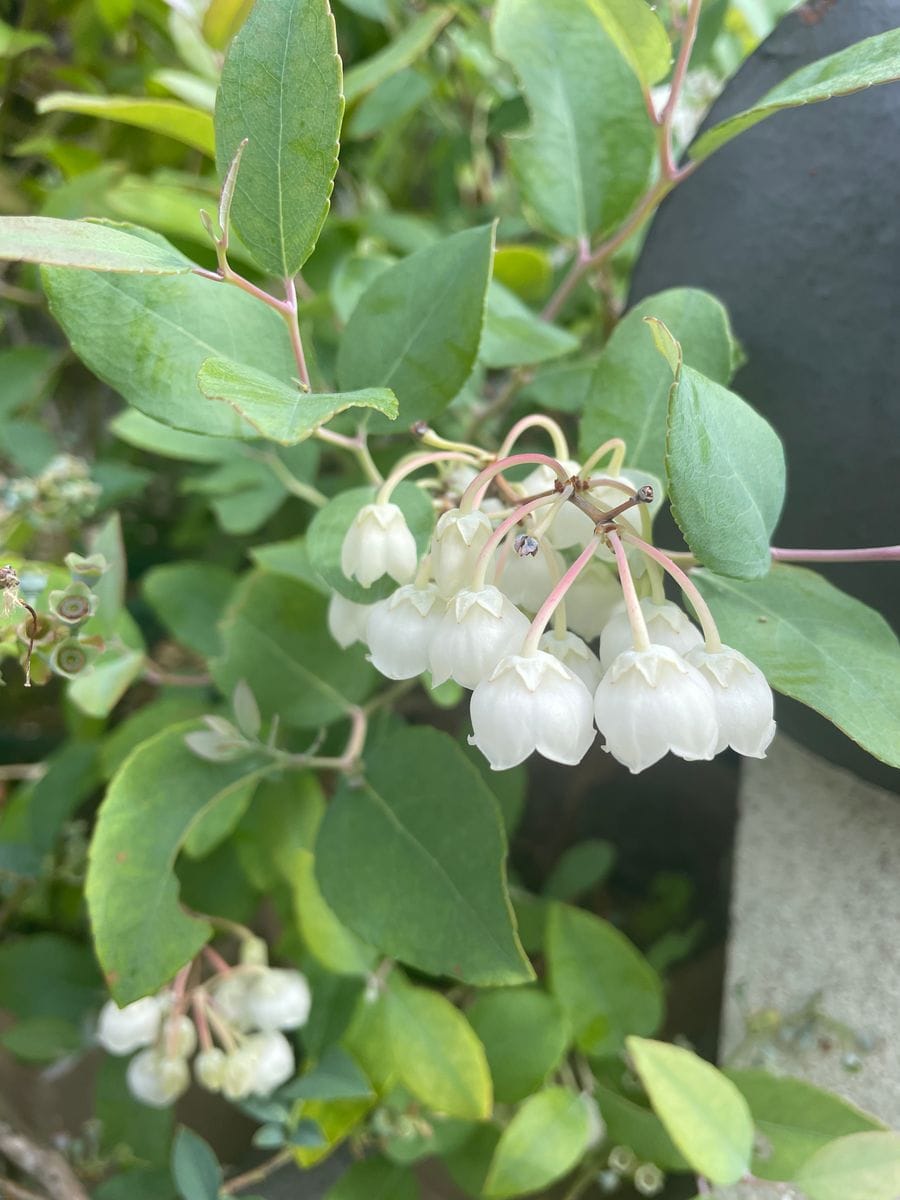 スズランノキの花です