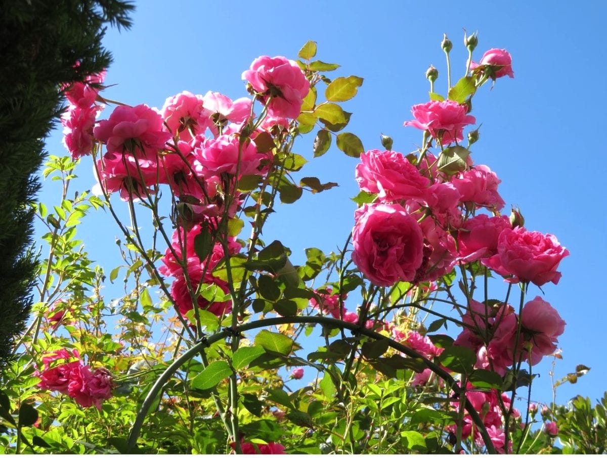 🌹今日のバラたち🌹その７