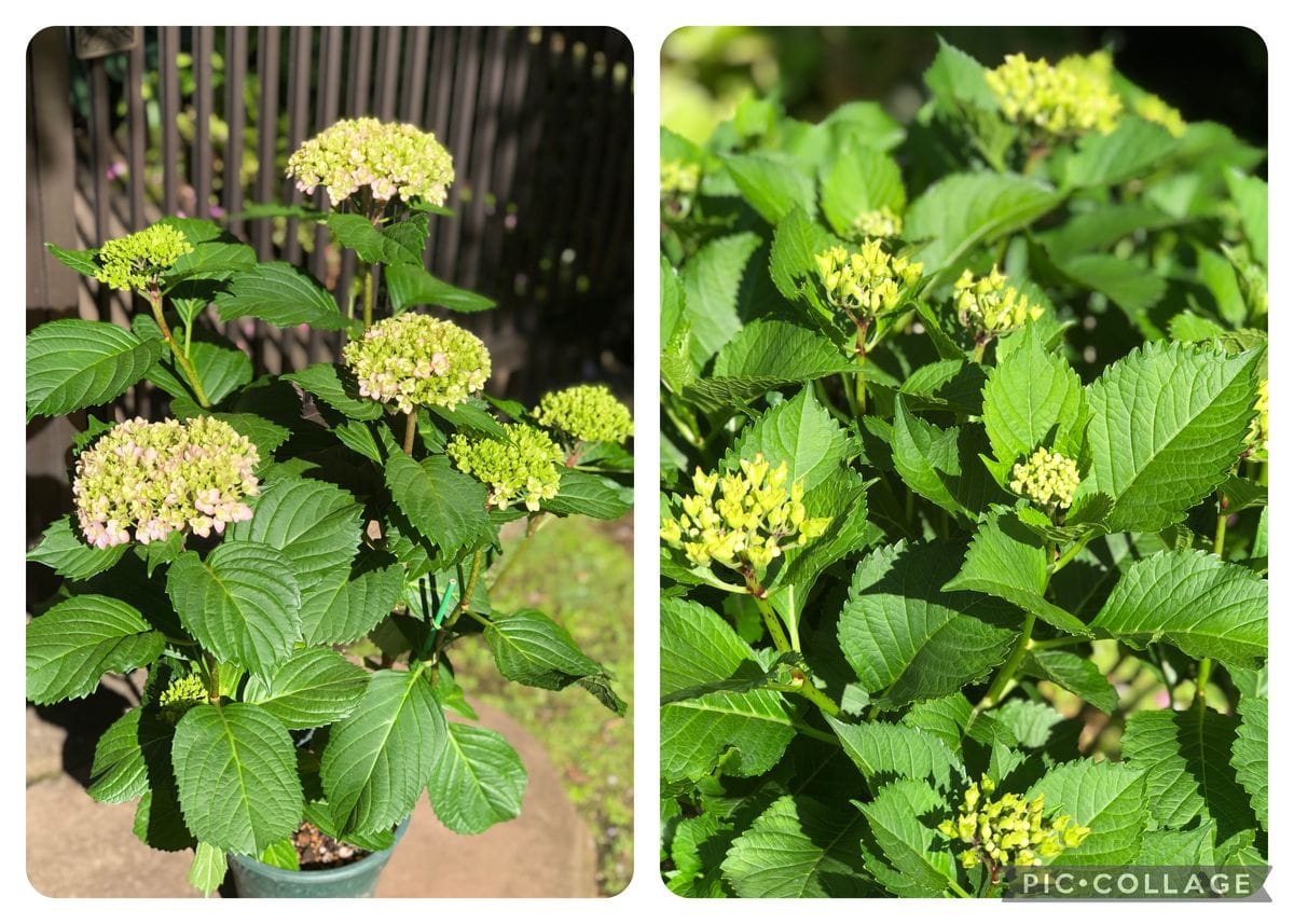 紫陽花の様子です