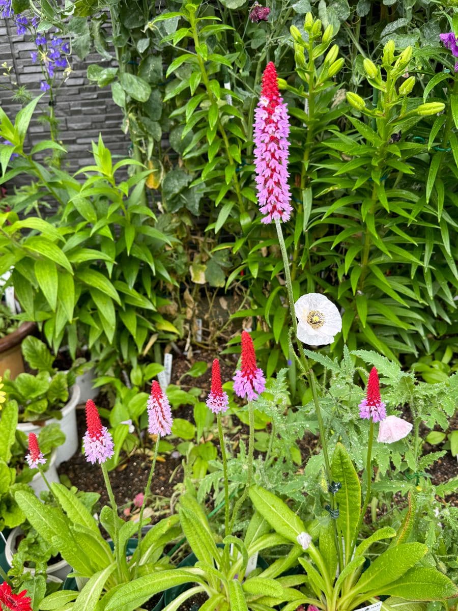 プリムラ・ビアリ　面白い花