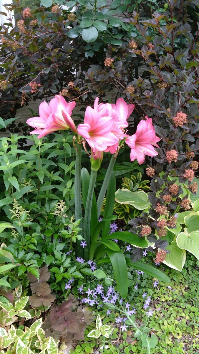 ５月の花たち。セージ　ナザレス、ガーデンアマリリス