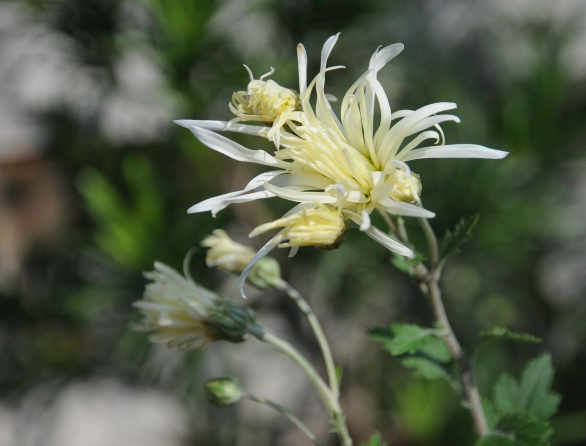 嵯峨菊　磯菊　野路菊