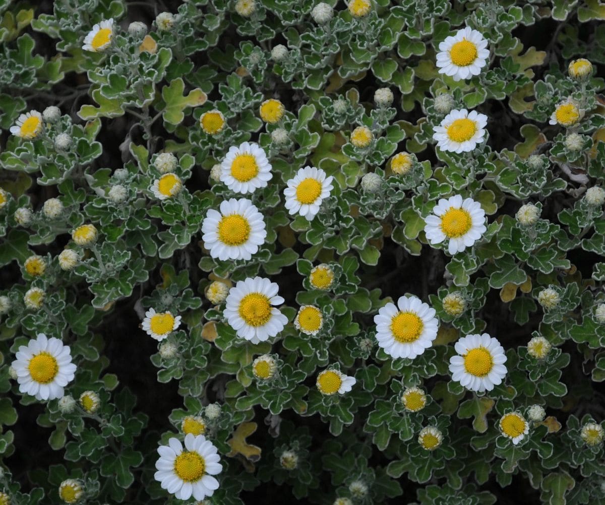 嵯峨菊　磯菊　野路菊