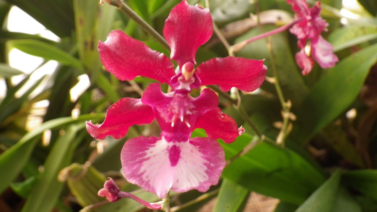 Onc. Shalley Baby ‘Sweet Fragrace’