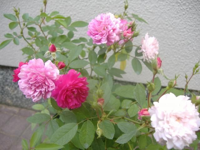 ミニ薔薇の香りに～♪