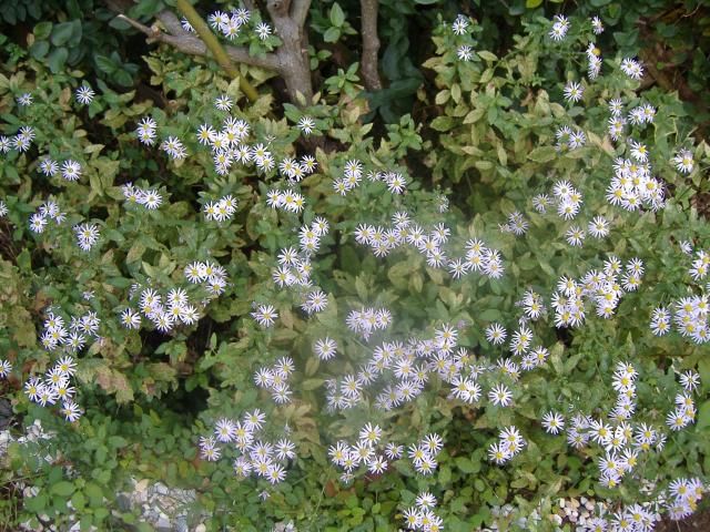 ミニ薔薇の香りに～♪