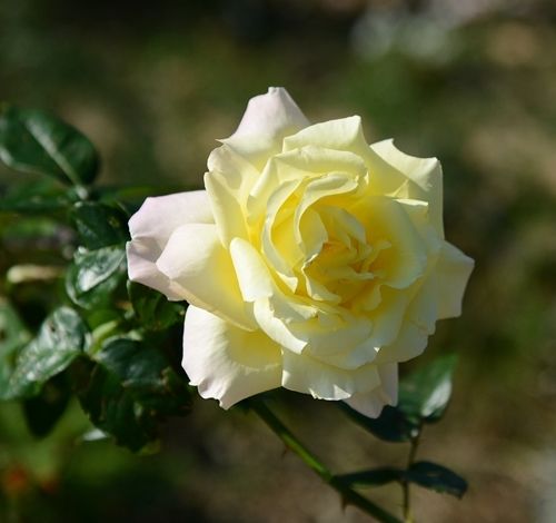 秋晴れに黄色の花が似合います