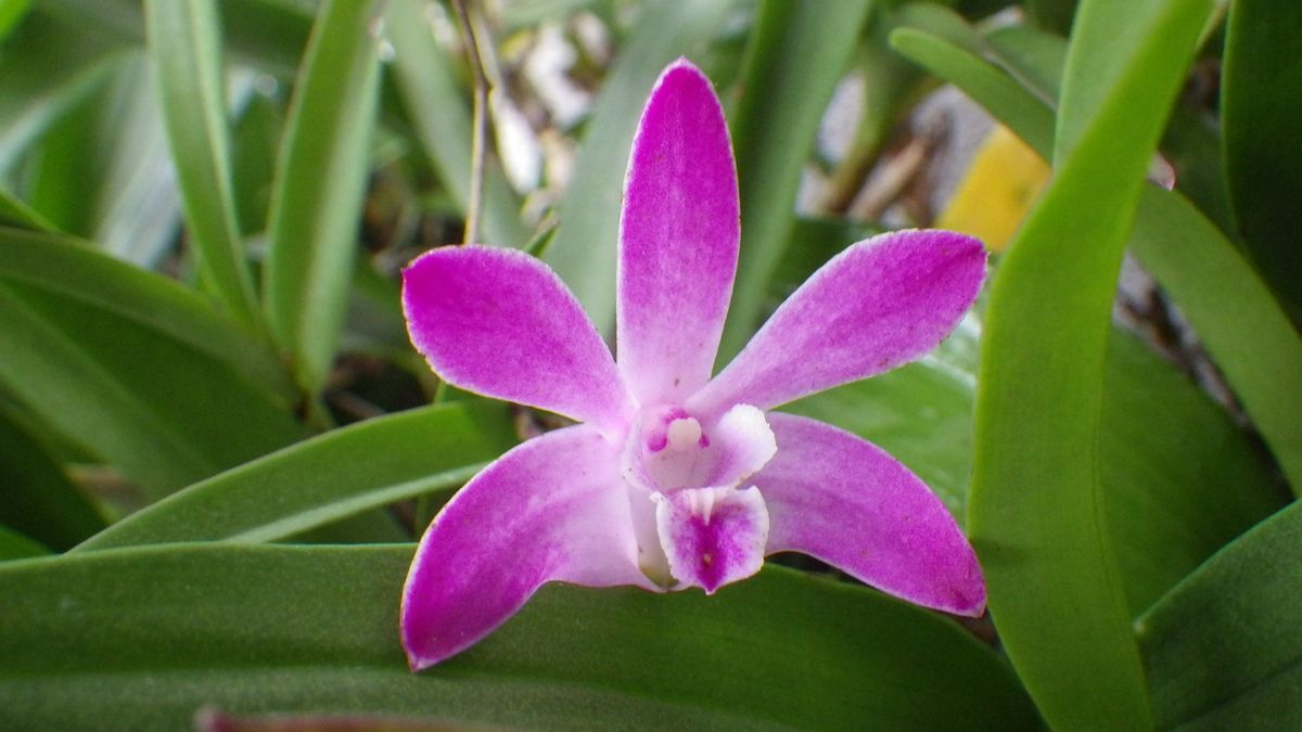 Den.Berry‘Oda’