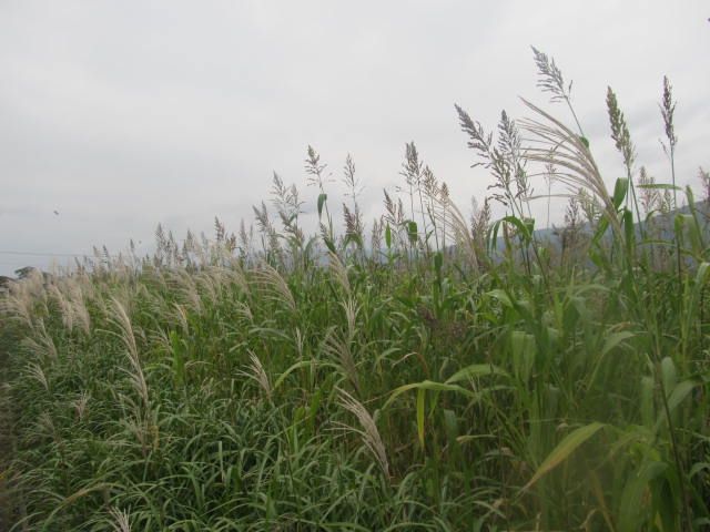 今朝沢山見たもの。雀のほかに・・