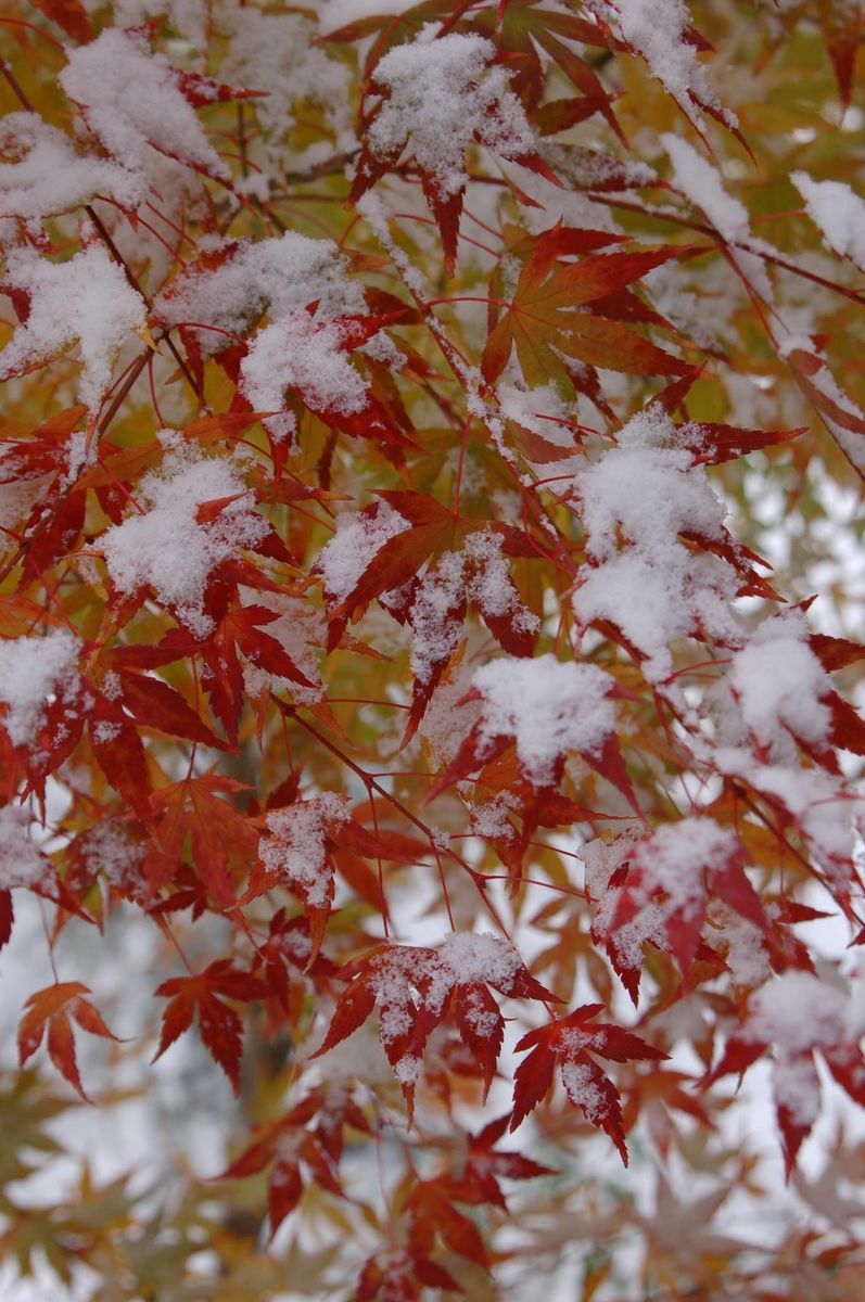 夜の紅葉+雪