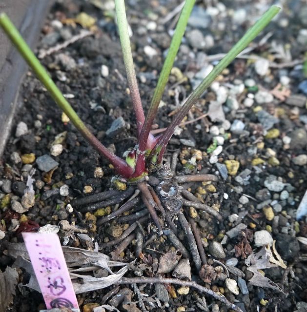 地植えっ子も頑張ってます。