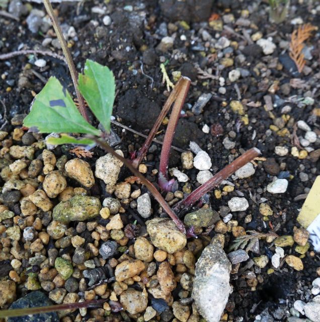 地植えっ子も頑張ってます。