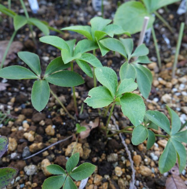 地植えっ子も頑張ってます。