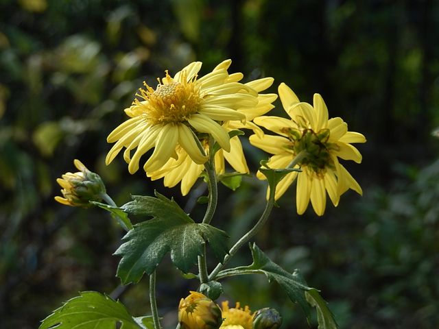 山陰菊