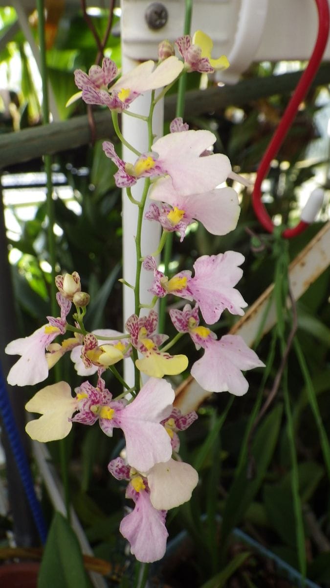 Ionocidium Popcorn ‘Haruri’