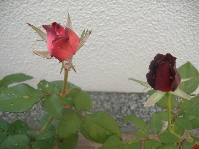 挿し木した”感謝の薔薇”