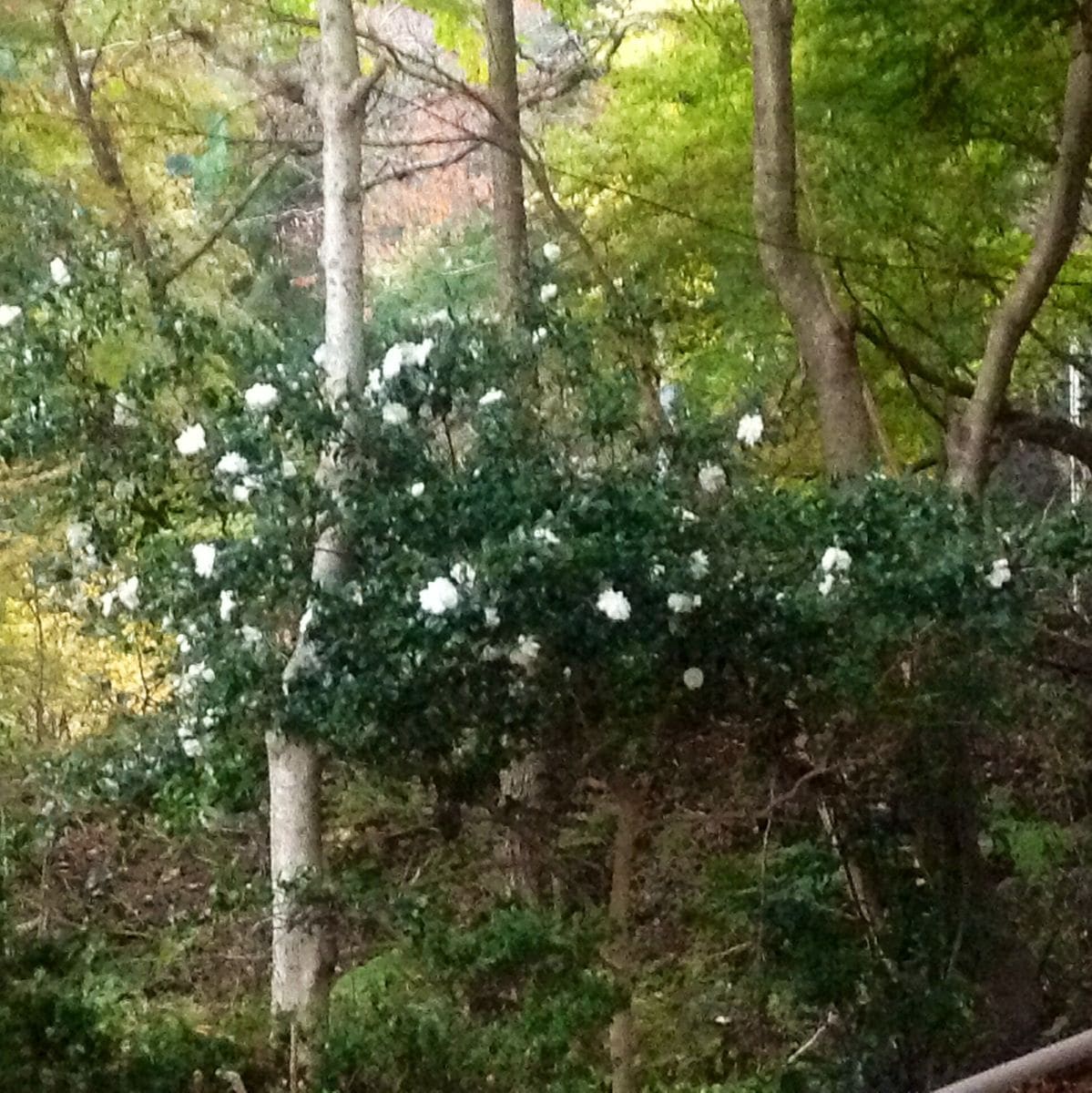 高貴山 菩提寺にて！3⃣ 花