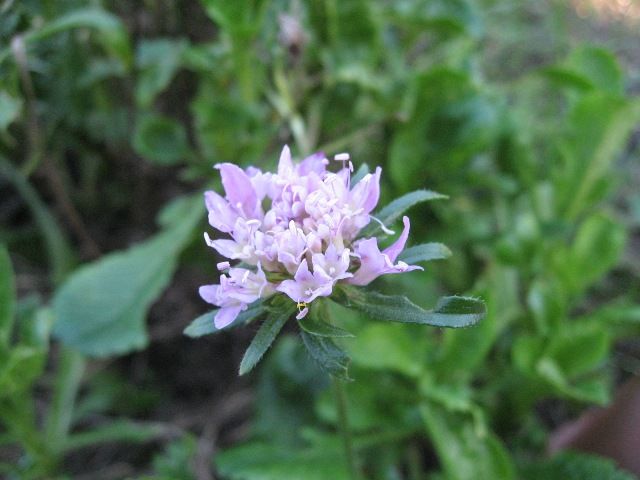 裏庭でまだ咲いてる花