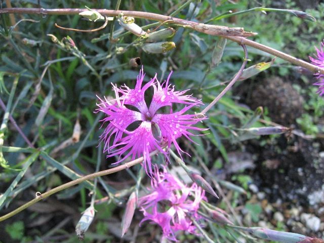 裏庭でまだ咲いてる花