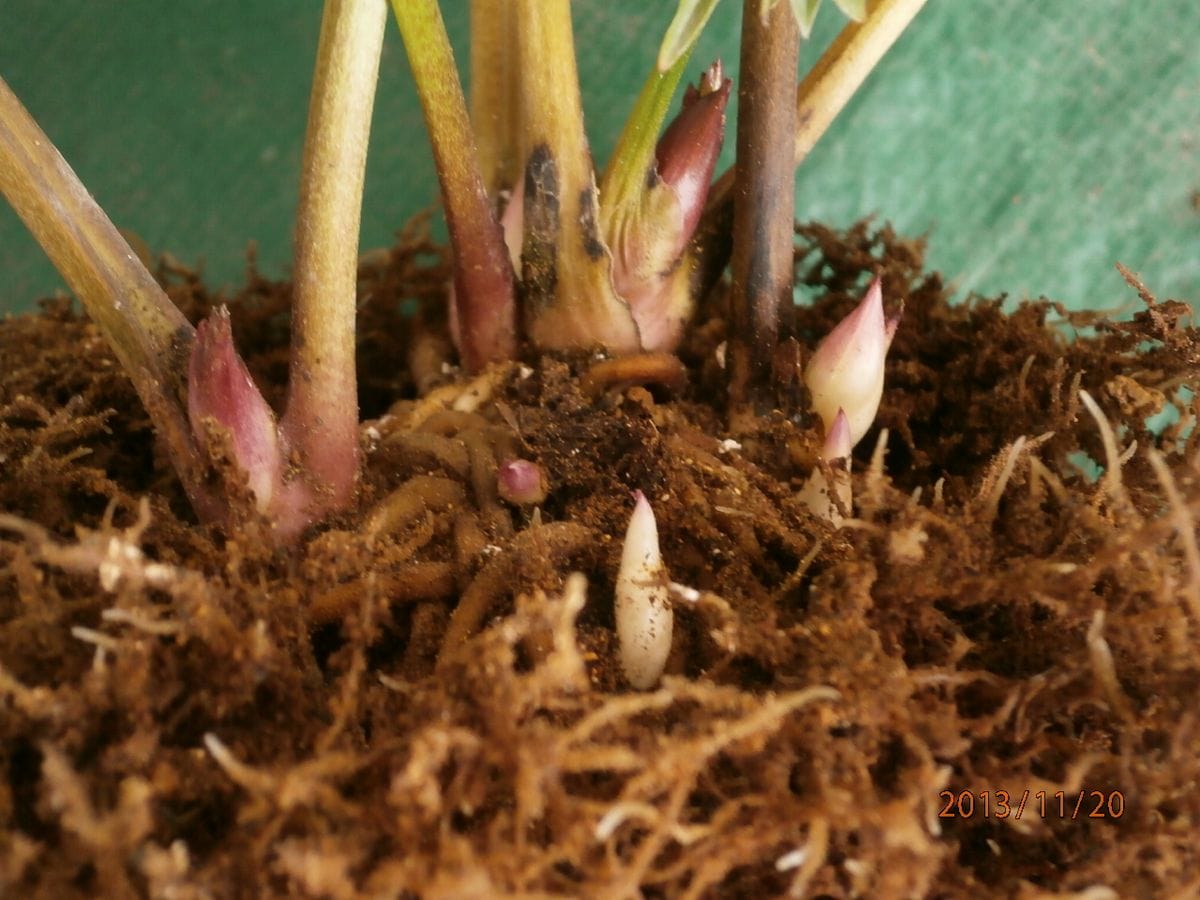 原種交配の植え替え・1