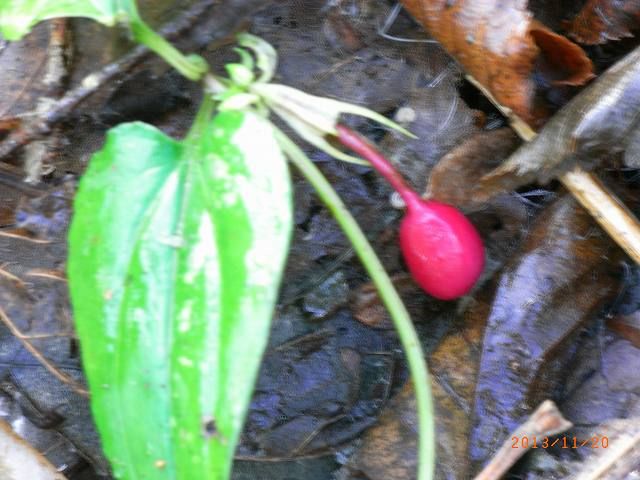 初冬の植物