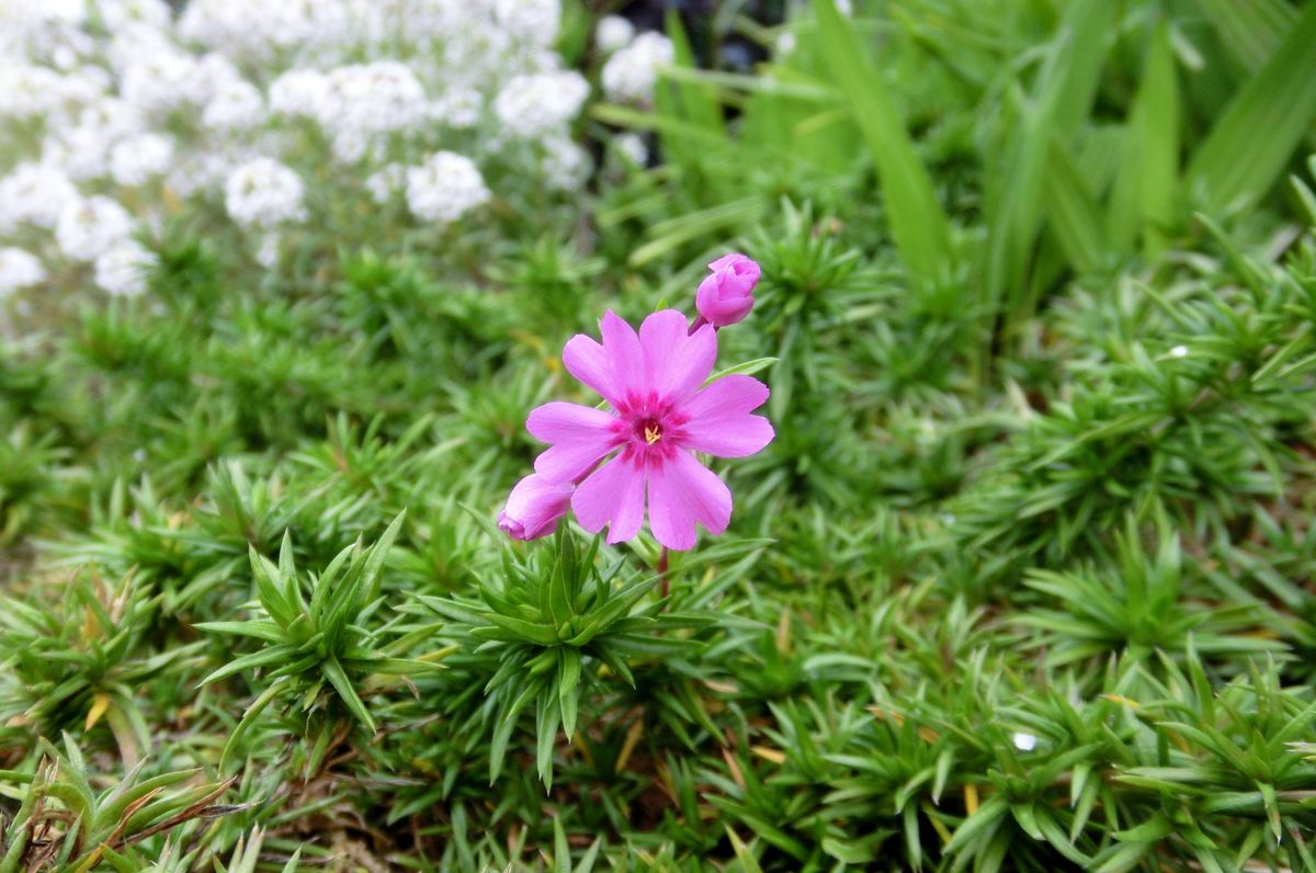 春の花、夏の花、冬の花