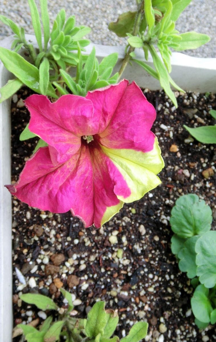 春の花、夏の花、冬の花