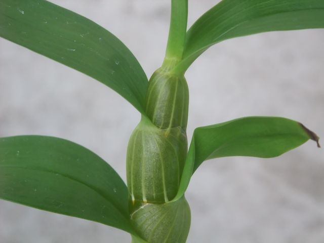 デンドロの花芽分化について