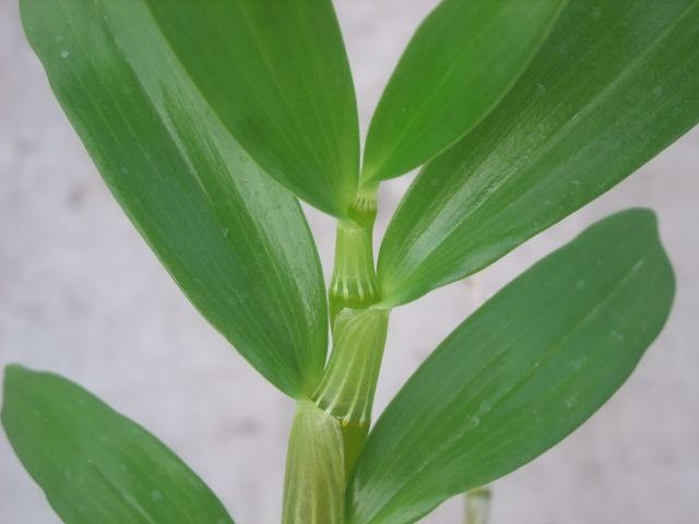 デンドロの花芽分化について