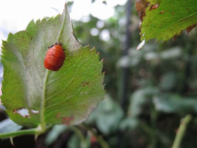 今年の我家は、てんとう虫の生育場です