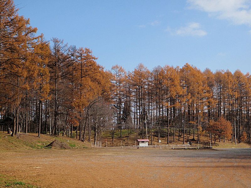 カラマツの落ち葉探し