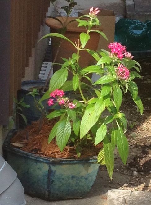 冬に向かう夏の花