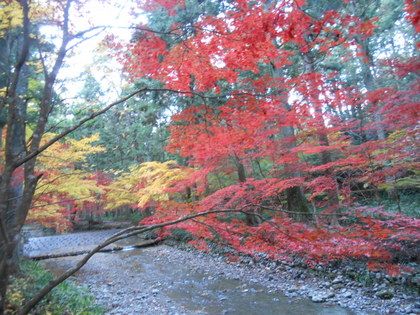 紅葉とイルミネーション。