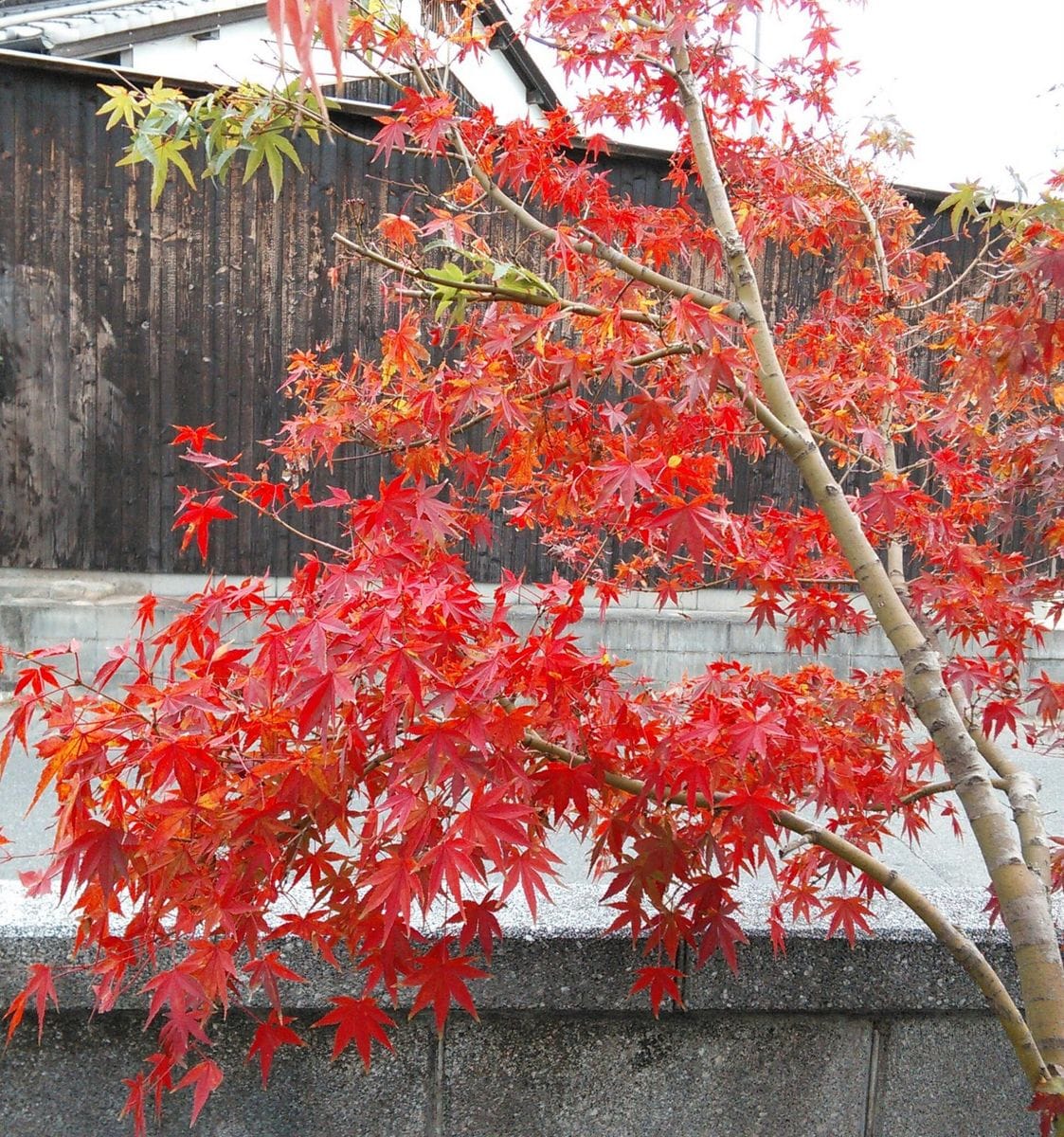 続・紅葉