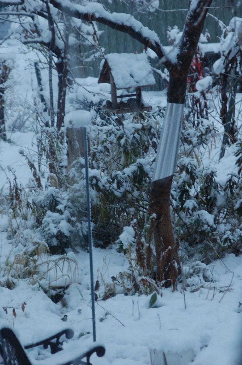 一夜明けたら雪景色