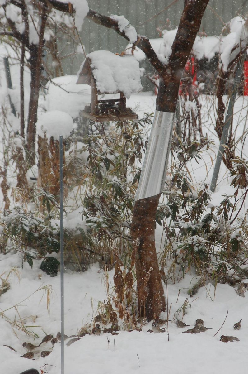 一夜明けたら雪景色