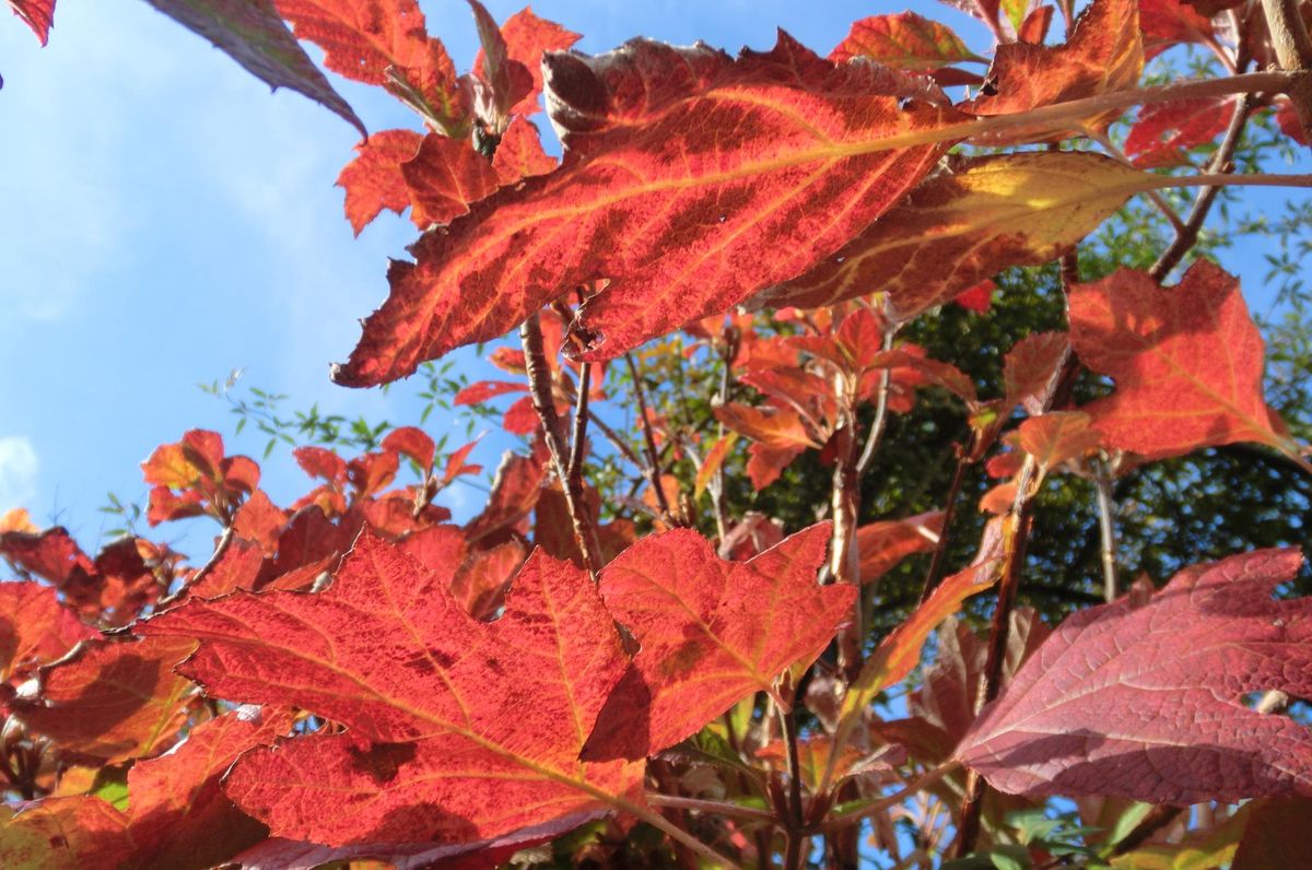 庭の紅葉