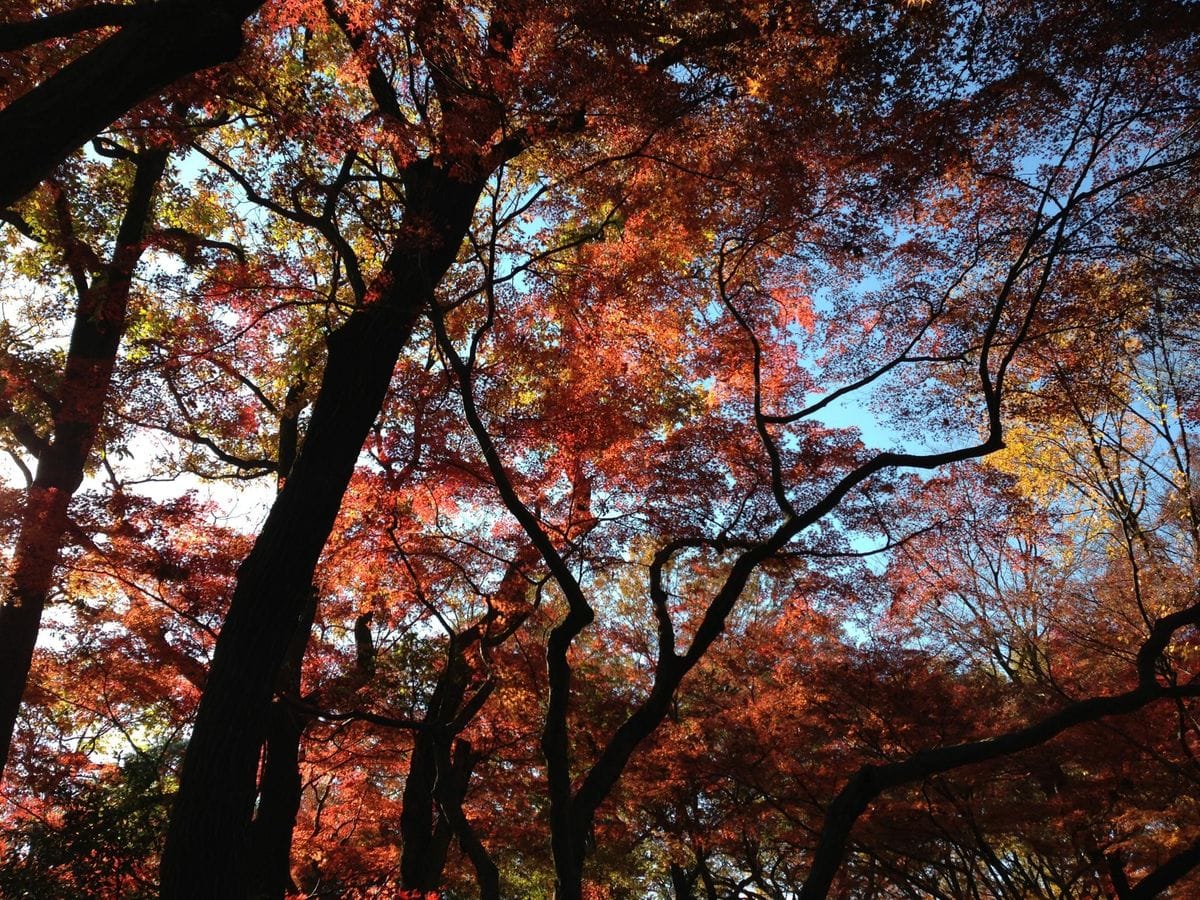 平林寺の紅葉